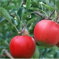 優(yōu)質蘋果苗|山東蘋果苗|旭昇園藝場(圖)