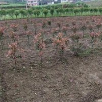 精品紅花繼木、龍游紅花繼木、好彩苗木品種好(多圖)