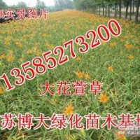 大花萱草價格-江蘇大花萱草基地價格-萱草批發(fā)直銷量大價優(yōu)