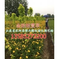 金娃娃萱草產(chǎn)地價格-江蘇金娃娃萱草與大花萱草的區(qū)別