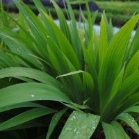 出售蘭花鳶尾，細(xì)葉麥冬
