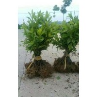 馬尼拉草皮 色塊小苗,杜鵑，紅繼木，小葉女貞，大葉女貞，金邊黃