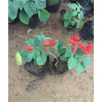 一串紅品種大全 一串紅供應(yīng)一串紅價格 山東一串紅基地 一串紅