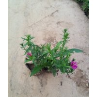 荷蘭菊是草本還是木本 荷蘭菊價格 荷蘭菊品種大全 荷蘭菊價格 荷