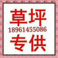 苗木，草坪，百慕大草坪，四季青草坪