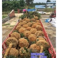 雅安桂花樹(shù)批發(fā)商|廣安桂花樹(shù)|駿達(dá)園藝(查看)