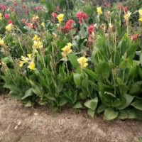 供鳶尾，紅花草，麥冬草，蔥蘭，金娃娃宣草