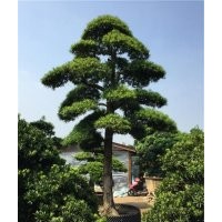 10公分造型羅漢松,羅漢松,萬達苗圃(圖)