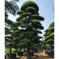 羅漢松|萬達苗圃|11公分造型羅漢松