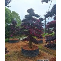 紅花繼木樁、萬(wàn)達(dá)苗圃、造型紅花繼木樁