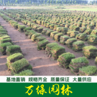 百慕大草坪