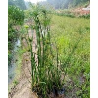 基地直銷紙莎草水生植物-推薦群鋒水生植物有限公司