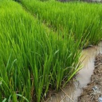 基地直銷菖蒲水生植物-首選群鋒水生植物有限公司