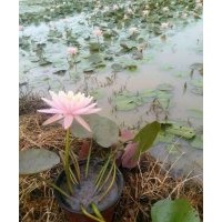 供應湖北武漢水生植物|武漢水生花卉|武漢水生植物花卉種苗|水生