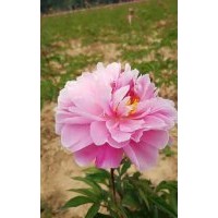 芍藥
