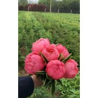 芍藥