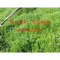 售松果菊、硫磺菊、宿根福綠考