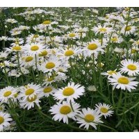 供應(yīng)北京菊，大濱菊，國慶菊，小菊，千頭菊