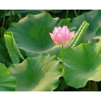 供應(yīng)荷花，碗蓮，睡蓮，盆栽荷花