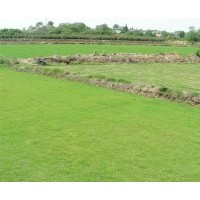 大量銷(xiāo)售草坪：天堂318（百慕大）、天堂419、高羊茅、馬尼拉、沙