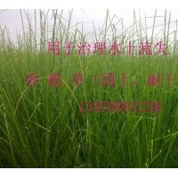 出售香根草