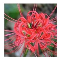 供應石蒜 彼岸花