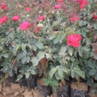 大量供應(yīng)，草花，宿根花卉，綠化苗木。