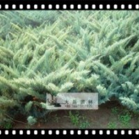 沙地柏