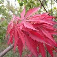大量供應(yīng)美國(guó)紅葉白蠟