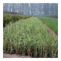 供應濰坊玉帶草|青州玉帶草基地