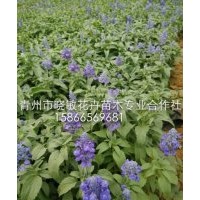 宿根草花批發(fā)