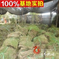 基地大量批發(fā)草皮百慕大草皮