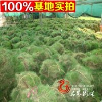 直售庭院綠化工程綠化苗馬尼拉草坪
