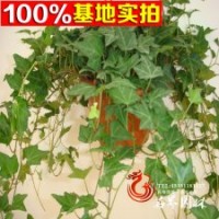 基地大量供應(yīng)常春藤.常春藤小苗