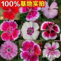 蘇北優(yōu)質(zhì)常夏石竹 石竹低價(jià)批發(fā)