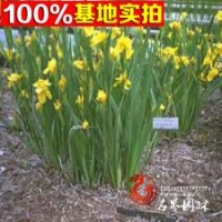 大量供應(yīng)各種宿根花草、德國(guó)鳶尾