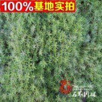 基地直銷(xiāo)金葉佛甲草金葉景天等
