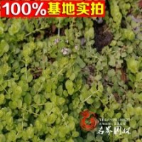 供應(yīng)草花類金葉過路黃規(guī)格齊全