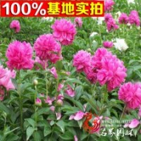 批發(fā)芍藥規(guī)格齊全量大優(yōu)惠價格從優(yōu)