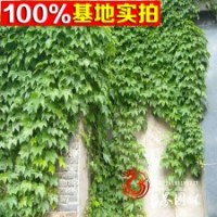 長(zhǎng)期供應(yīng)地錦苗三葉地錦小苗等