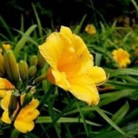 萱草