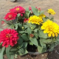 百日草批發(fā) 山東百日草價(jià)格 青州百日草基地