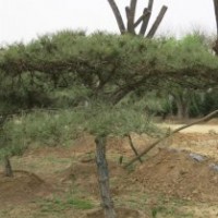 泰山松種植基地、泰山松、聚源園林(圖)
