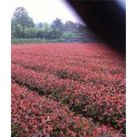東陽(yáng)市紅花繼木|好彩苗木品種好|紅花繼木 價(jià)格