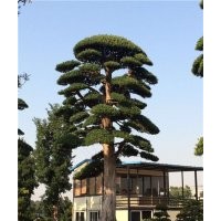 海南造型大羅漢松、造型大羅漢松、羅漢松苗木場(多圖)