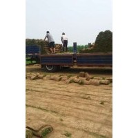 供應(yīng)足球場草坪