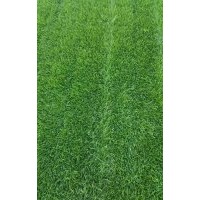 星盛草坪，冷季節(jié)早熟禾草坪
