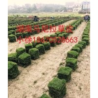 邵陽(yáng)草皮價(jià)格|草坪|綠化苗木|供應(yīng)信息圖片及行情