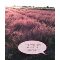 粉黛亂子草