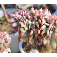 家庭花卉、莊河市花卉、綠馨花卉(圖)